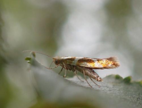 Argyresthia goedartella